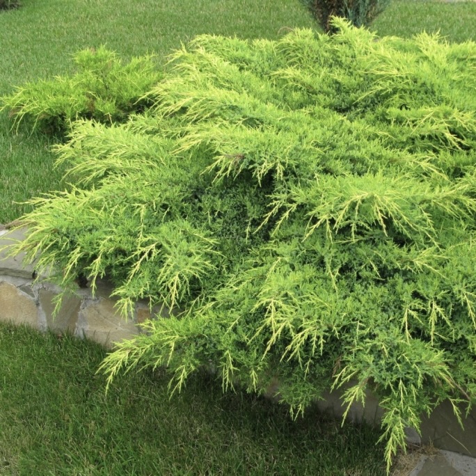 Можжевельник средний "Минт Джулеп" С2,5