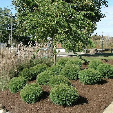 Туя западная "Мистер Боулинг Болл" С2,5