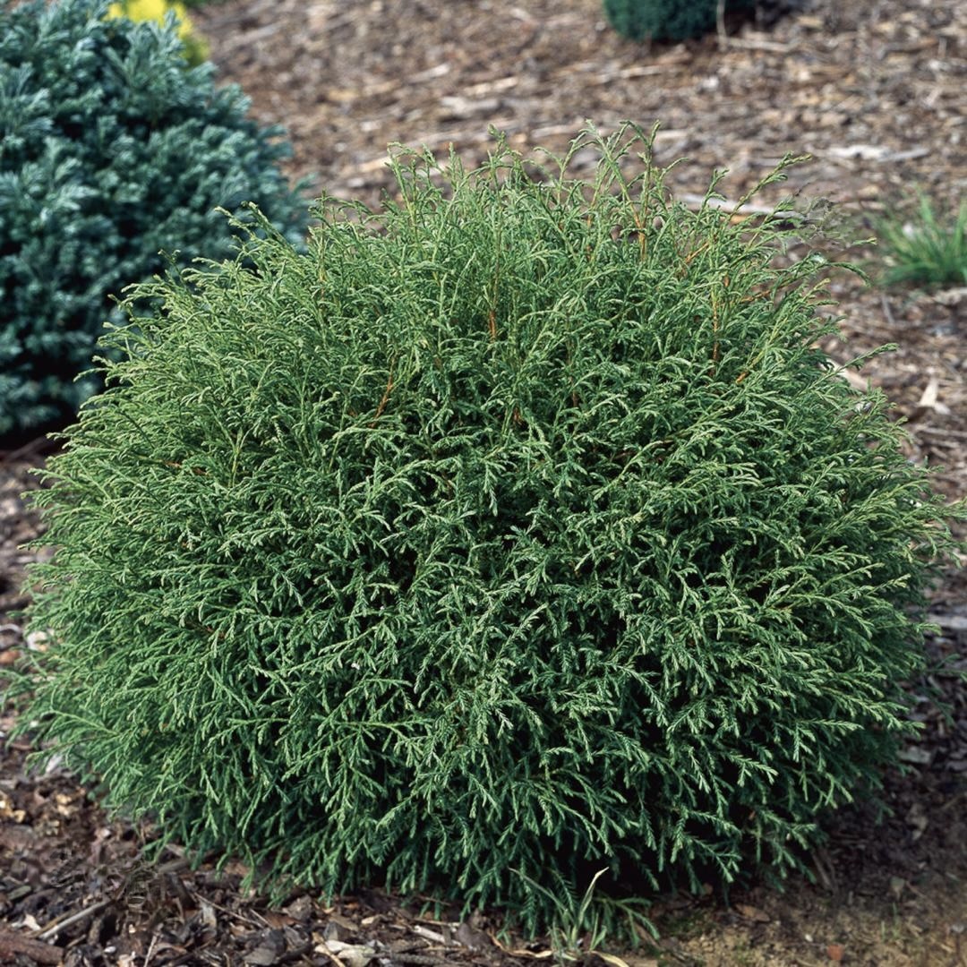 Туя западная "Мистер Боулинг Болл" С2,5