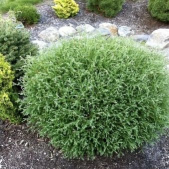 Туя западная "Мистер Боулинг Болл" С2,5