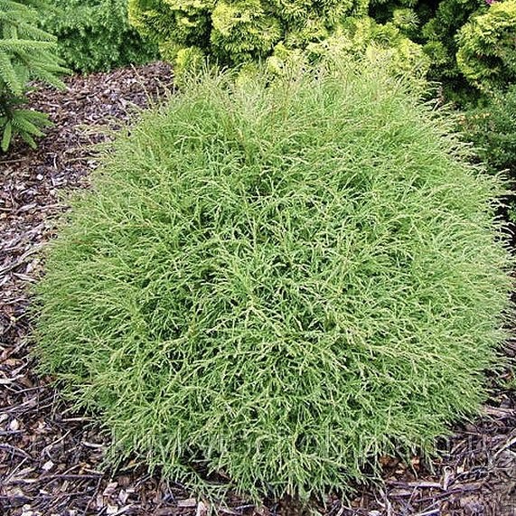 Туя западная "Мистер Боулинг Болл" С2,5