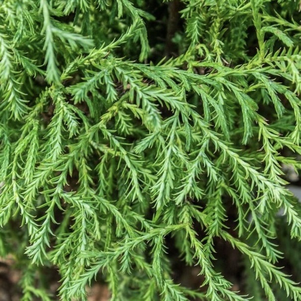 Туя западная "Мистер Боулинг Болл" С2,5