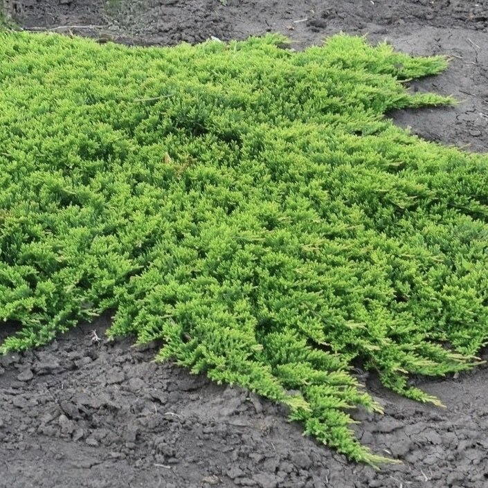 Можжевельник горизонтальный "Принц оф Уэльс" С7,5