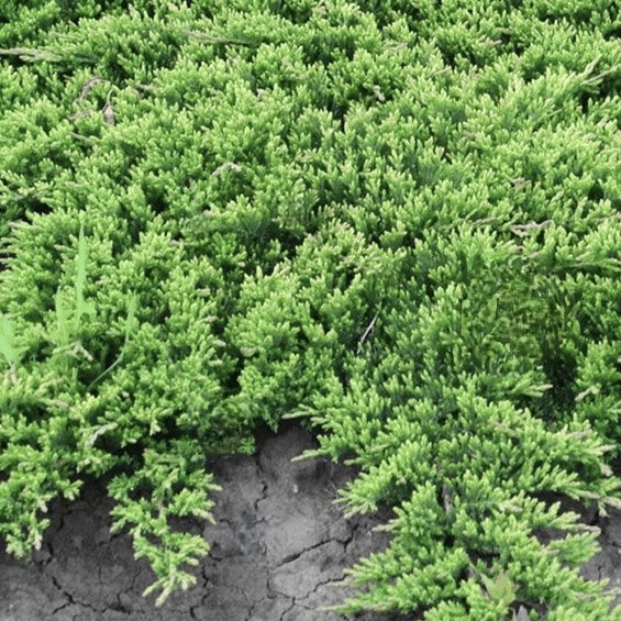 Можжевельник горизонтальный "Принц оф Уэльс" С7,5