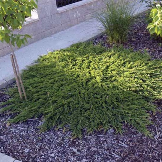 Можжевельник горизонтальный "Принц оф Уэльс" С7,5