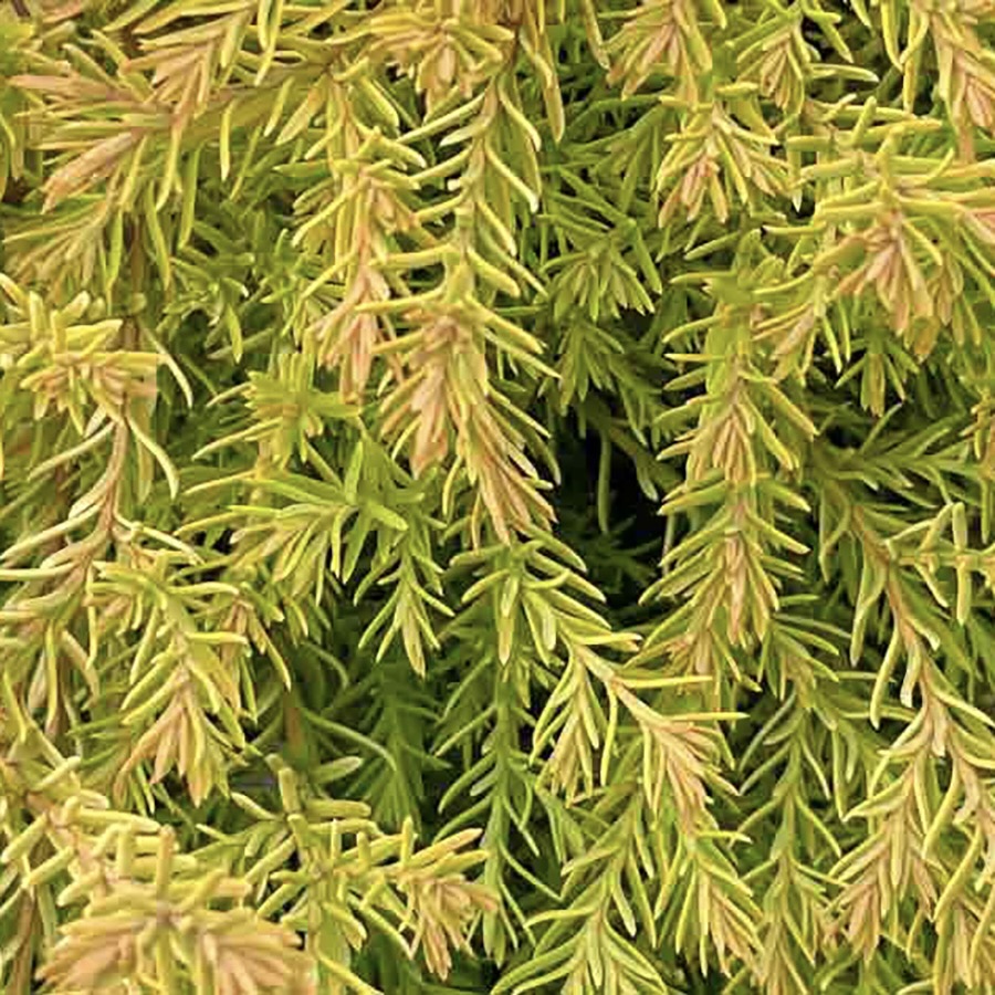 Туя западная "Рейнголд" С2,5