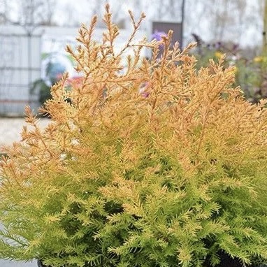 Туя западная "Рейнголд" С2,5