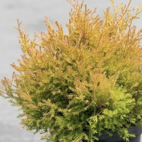 Туя западная "Рейнголд" С2,5