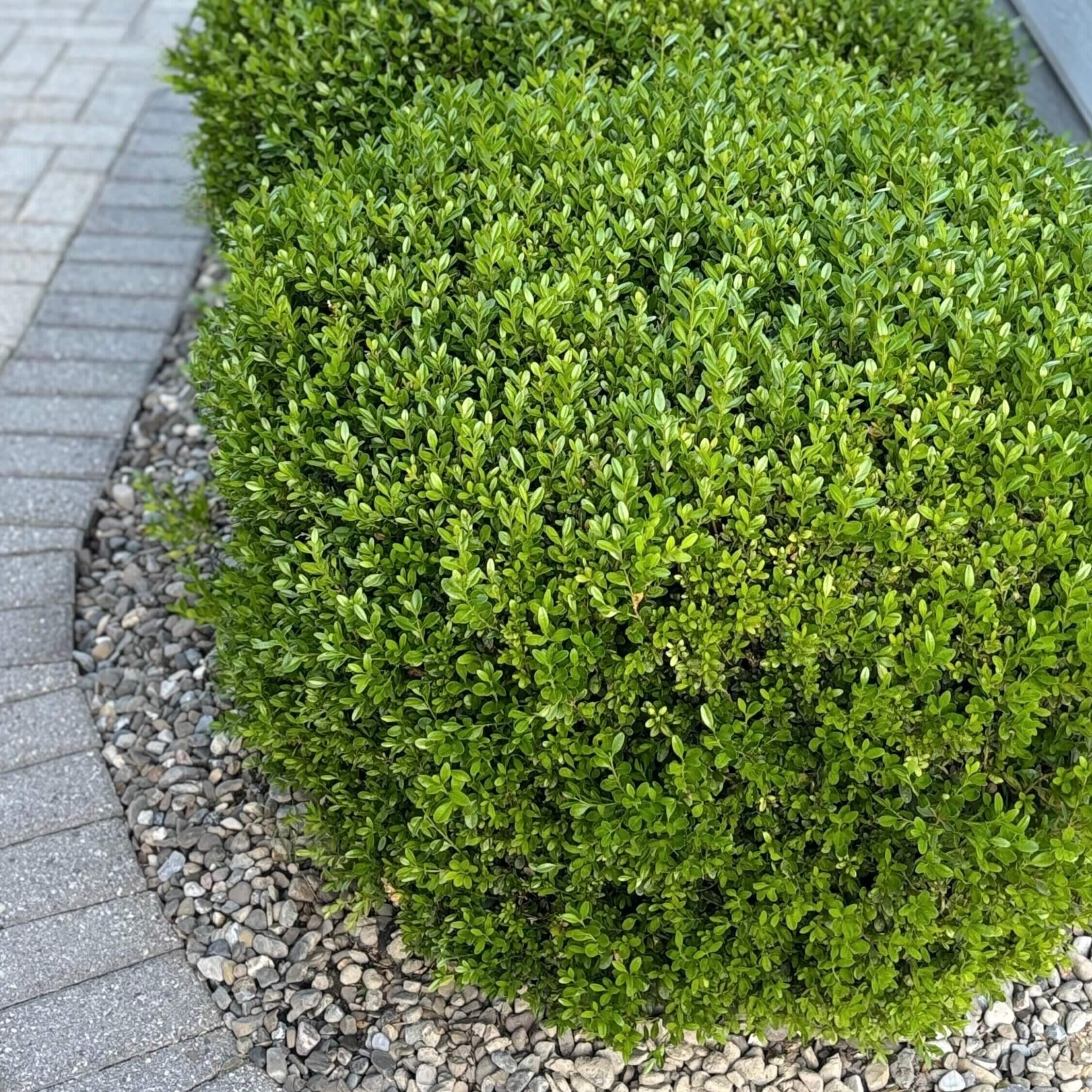 Самшит вечнозелёный С2,5