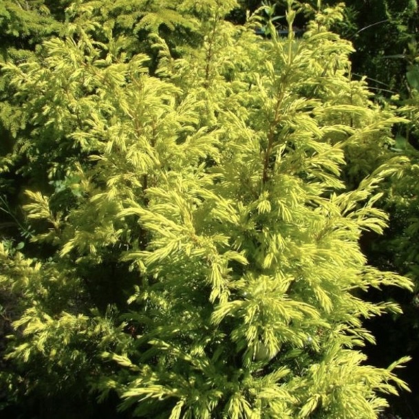 Можжевельник обыкновенный "Суецика Ауреа" С2,5