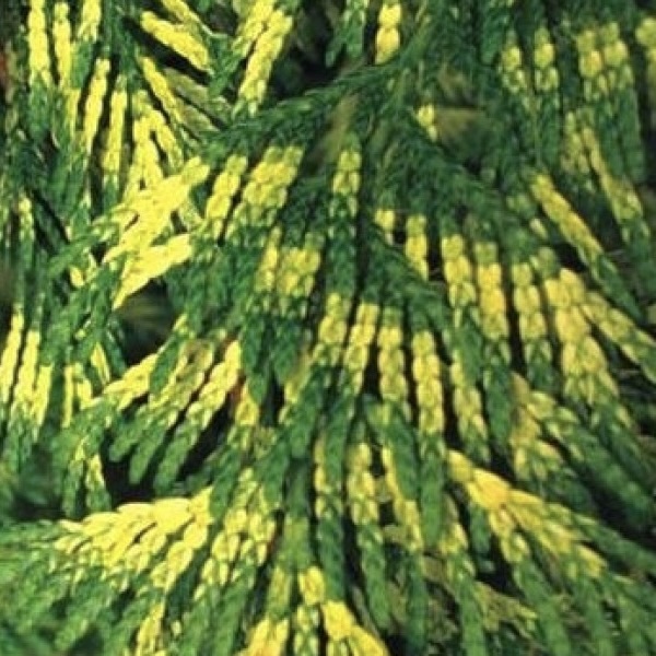 Туя складчатая "Зебрина" С1,5