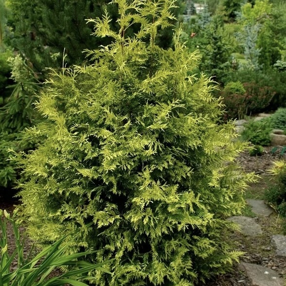 Туя складчатая "Зебрина" С1,5