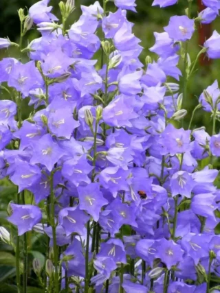 grandiflora e1736680308894
