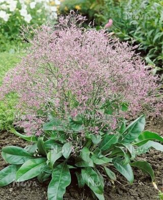 limonium kermek