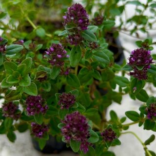 limonnopahnushij
