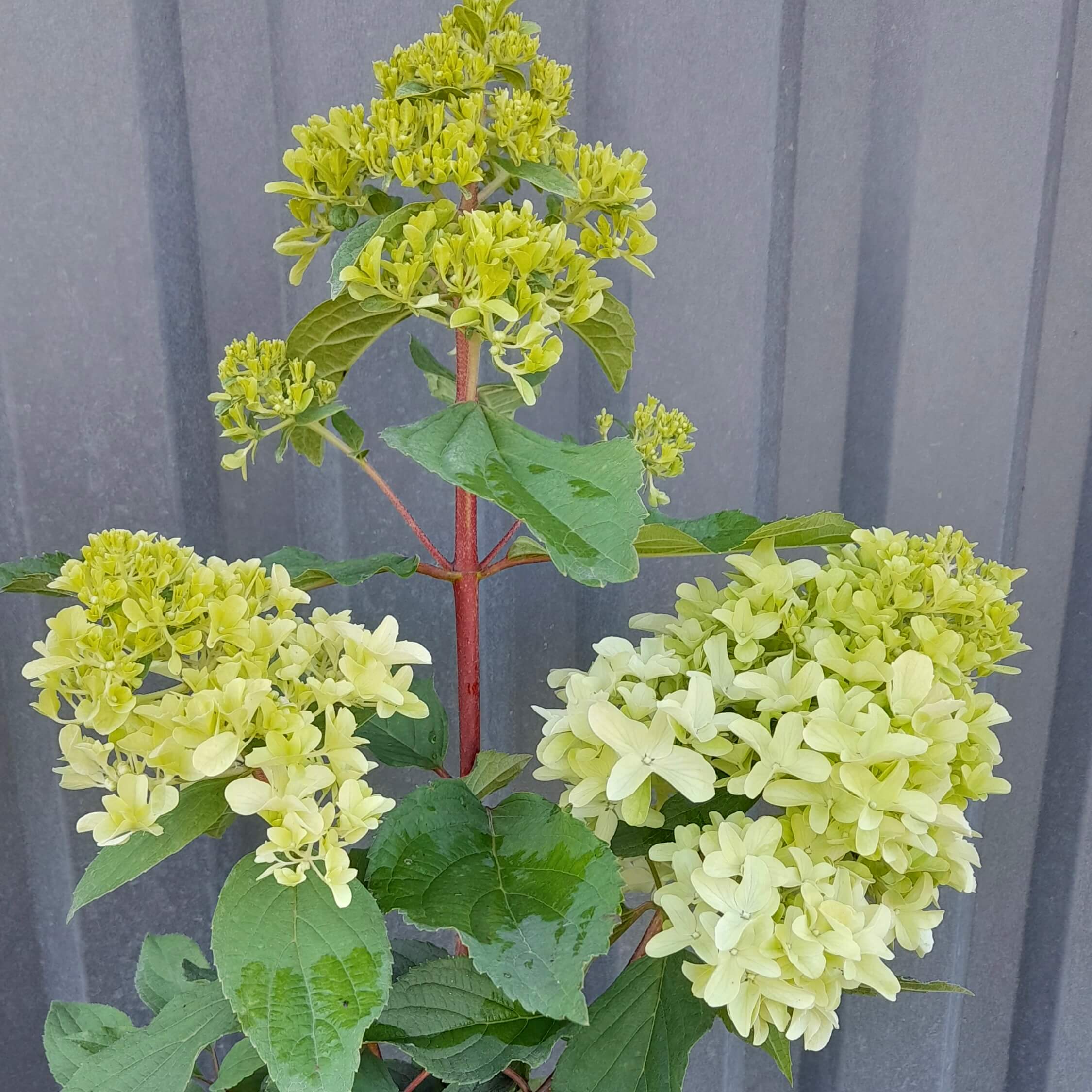 Гортензия метельчатая "Литтл Фрайз" С2