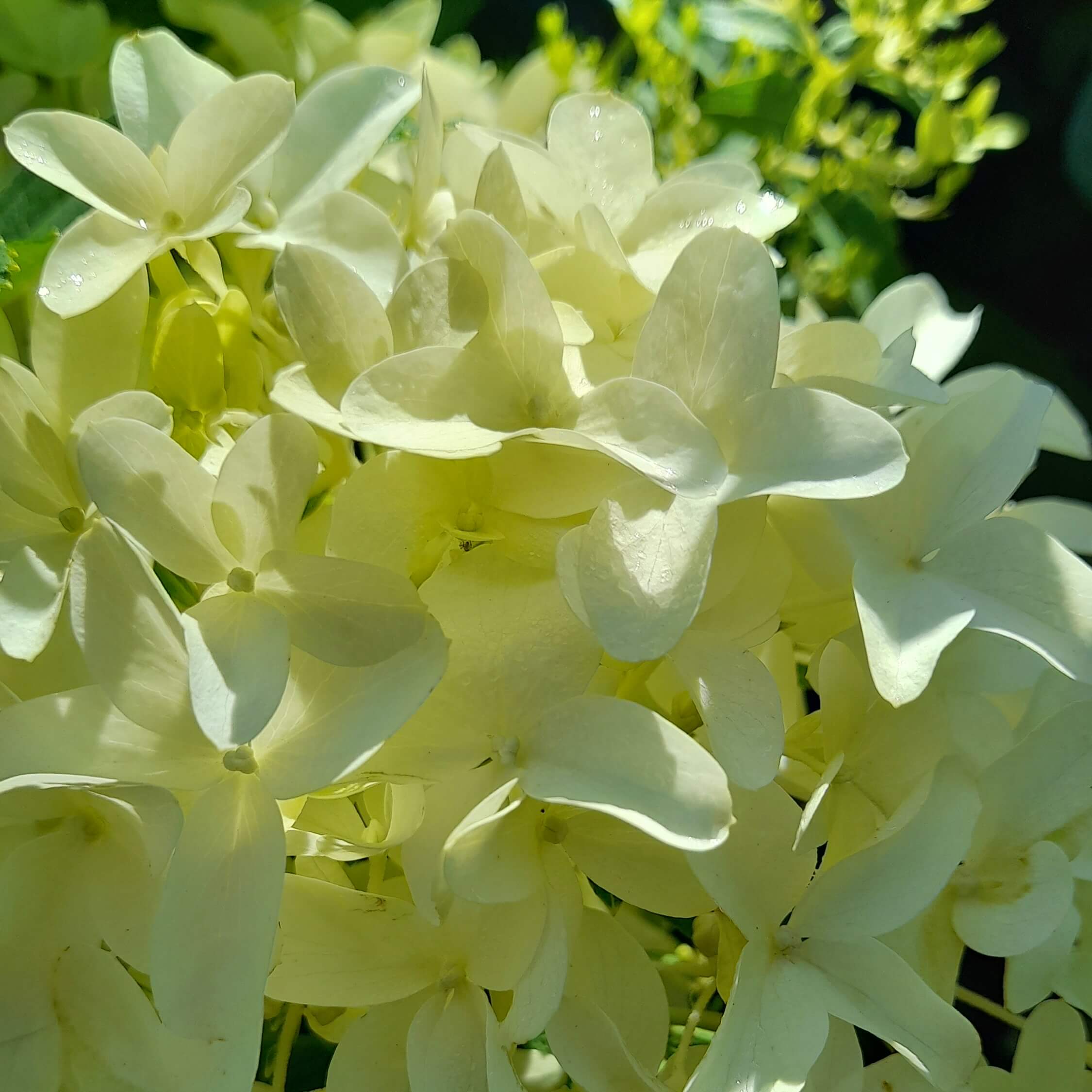 Гортензия метельчатая "Литтл Фрайз" С2