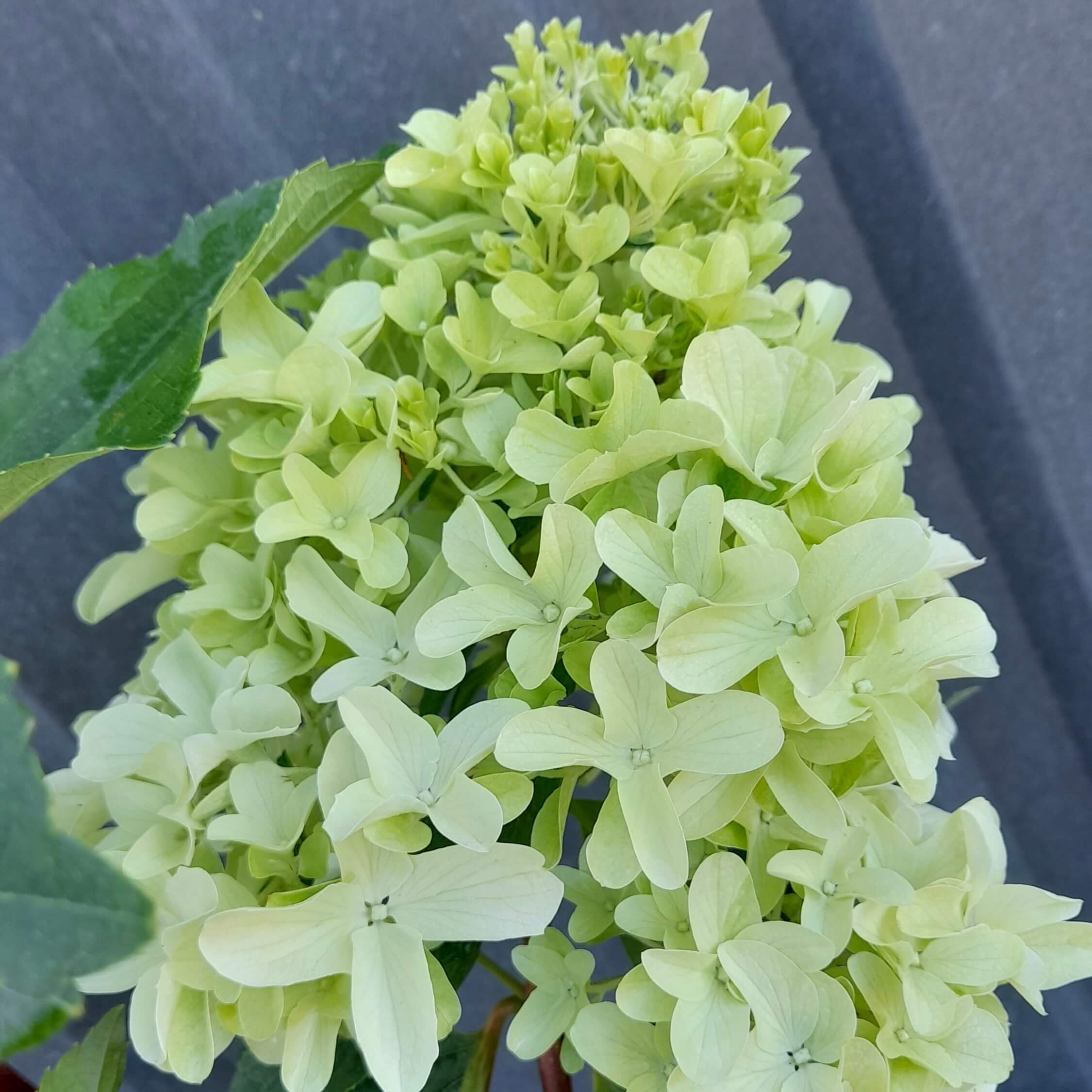 Гортензия метельчатая "Литтл Фрайз" С2