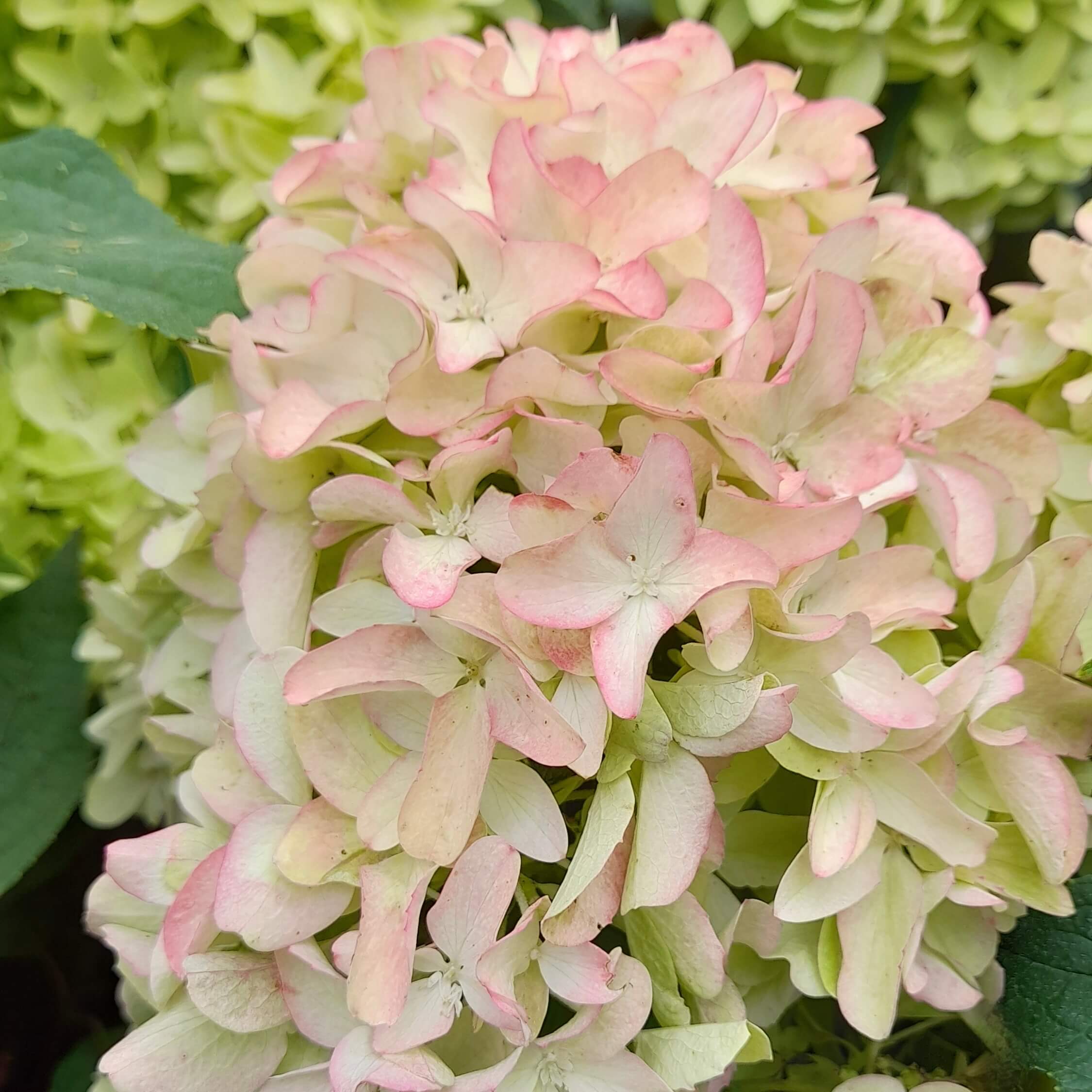 Гортензия метельчатая "Литтл Фреско" С2