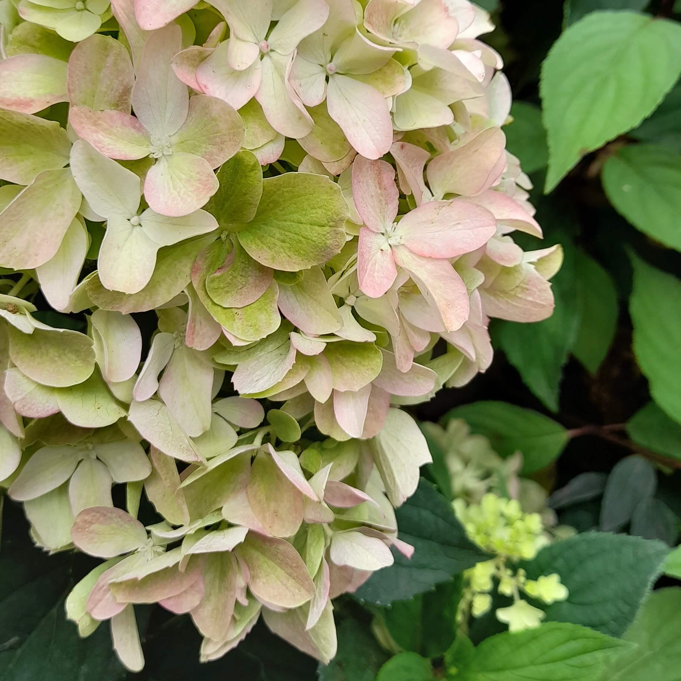 Гортензия метельчатая "Литтл Фрайз" С2