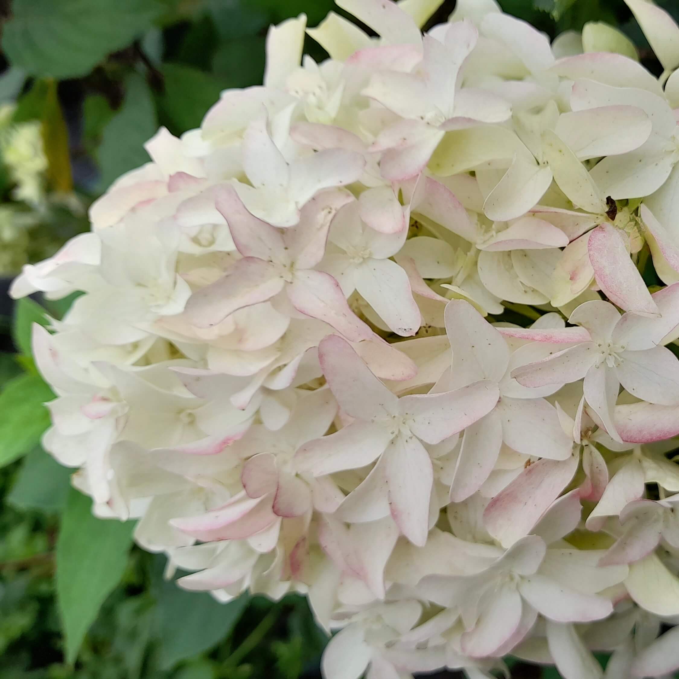 Гортензия метельчатая "Литтл Фрайз" С2