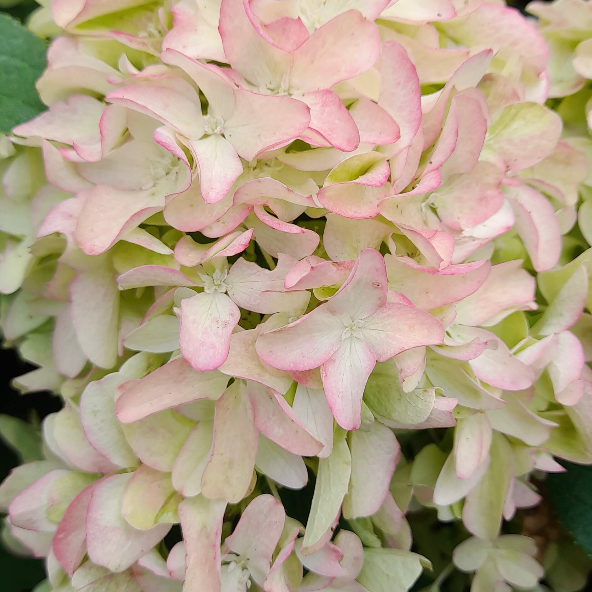 Гортензия метельчатая "Литтл Фреско" С2