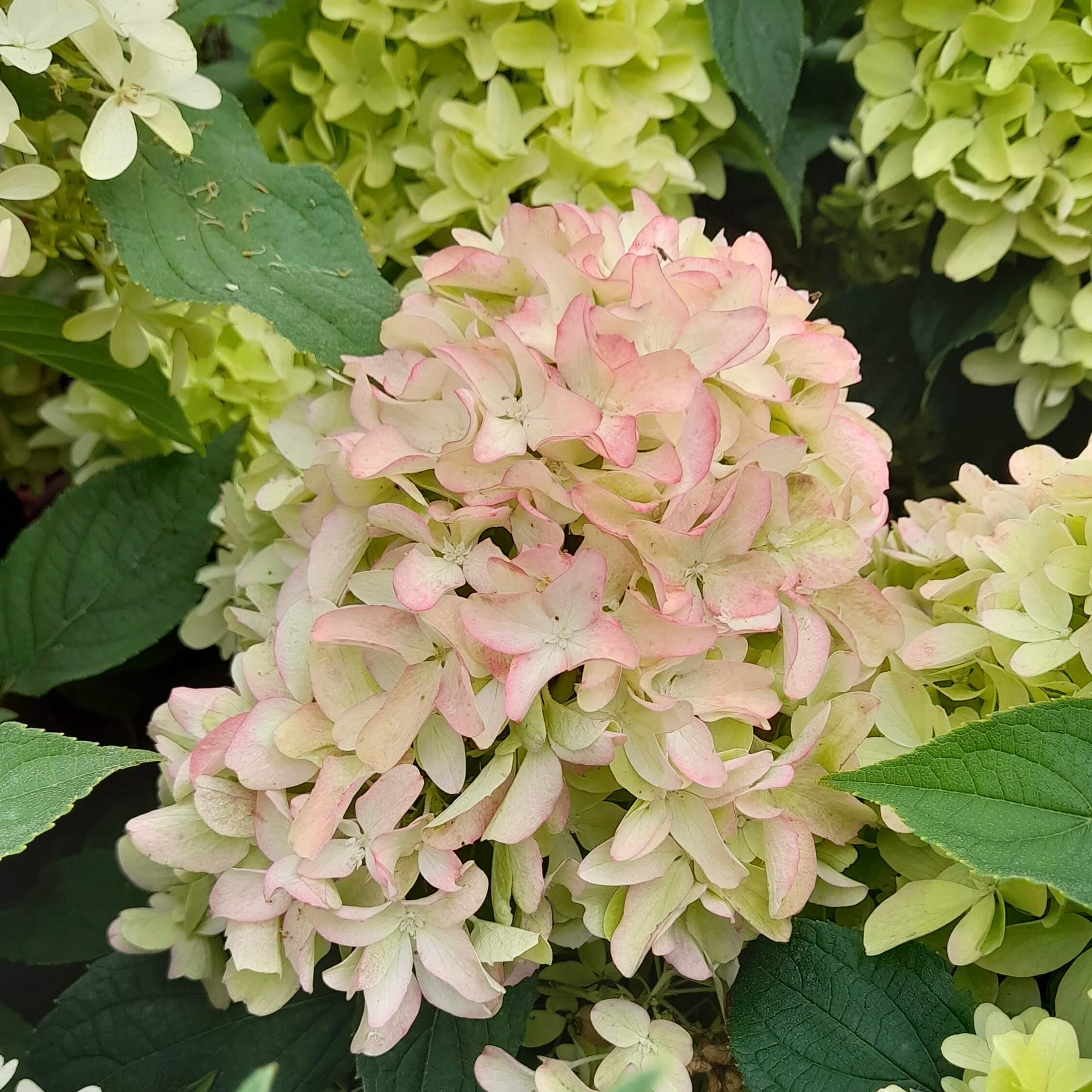 Гортензия метельчатая "Литтл Фреско" С2