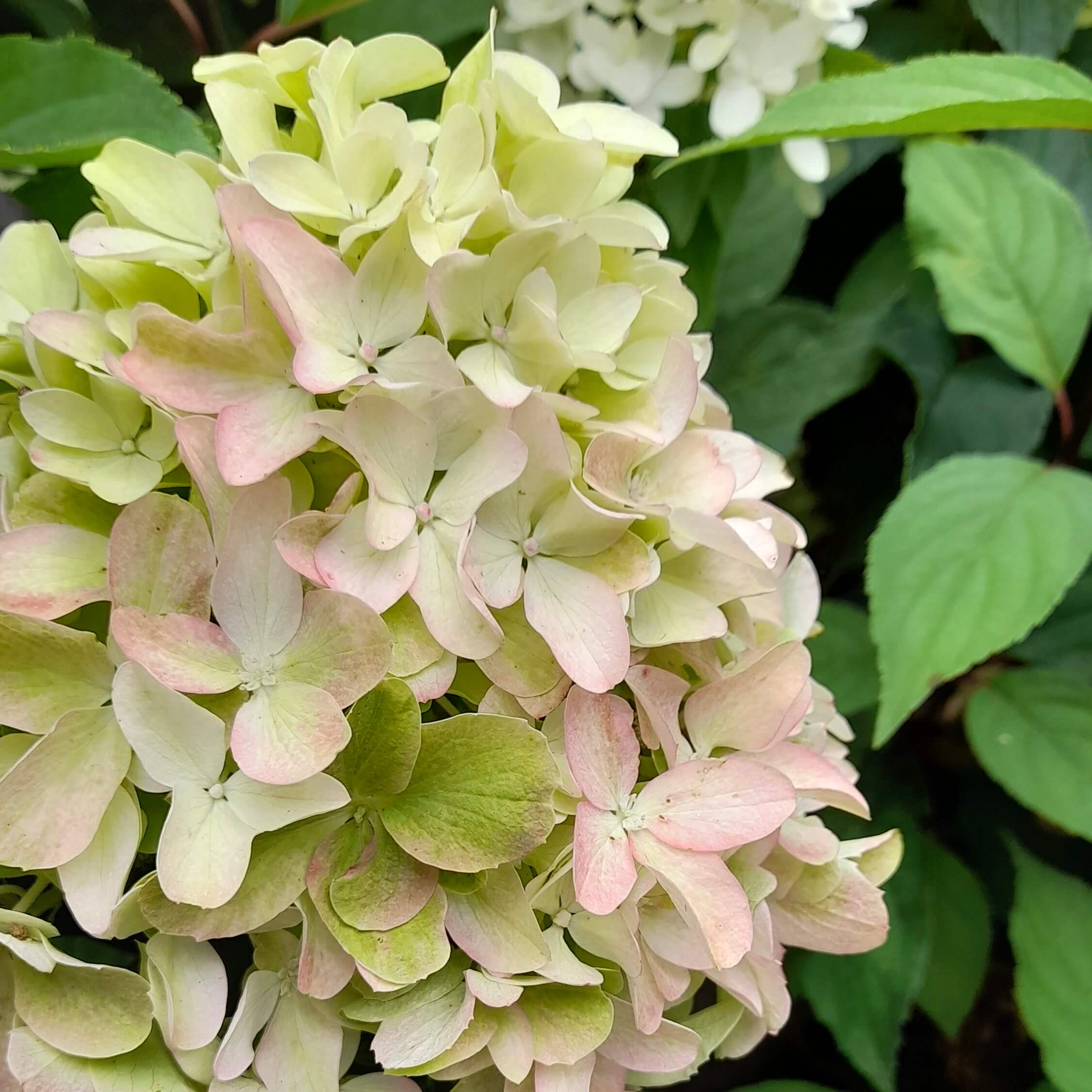 Гортензия метельчатая "Литтл Фреско" С2