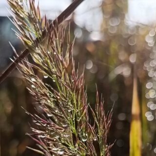 Вейник бриллиантовый