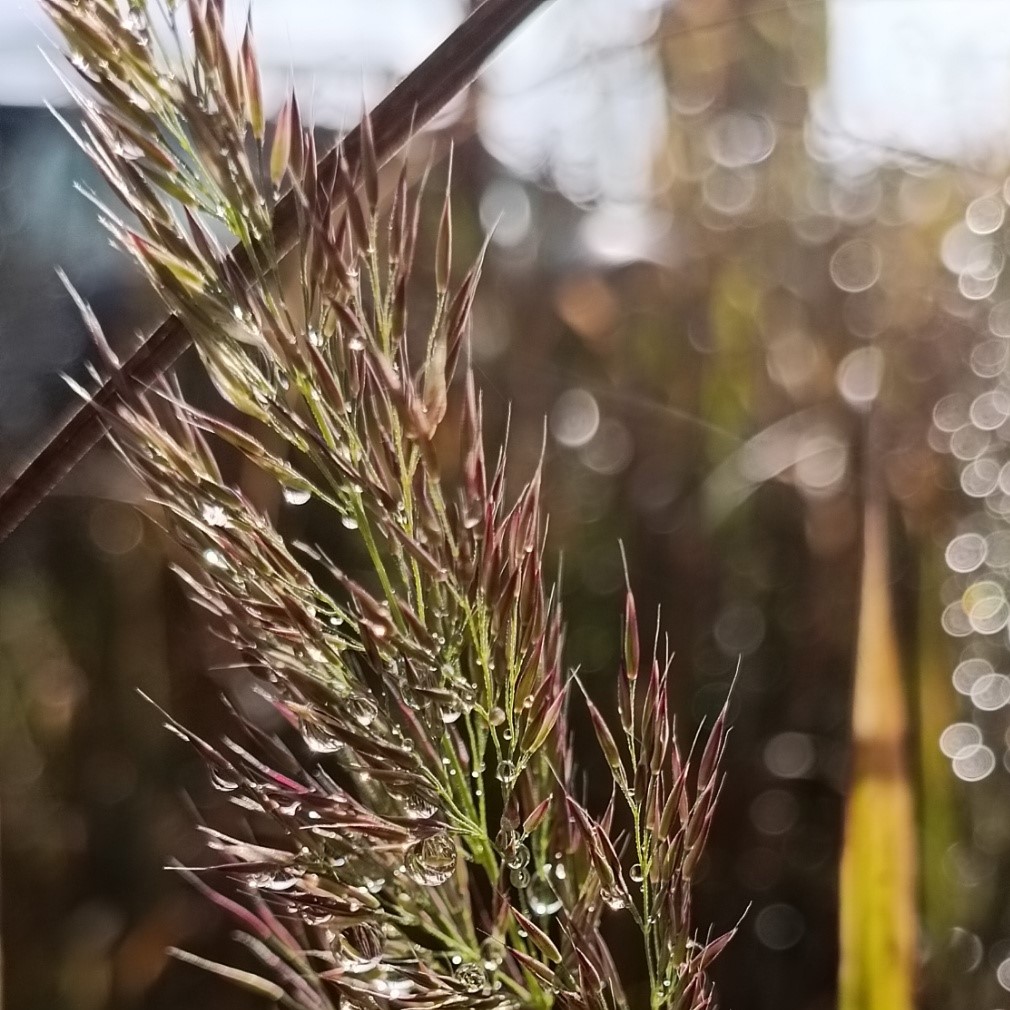 Вейник бриллиантовый