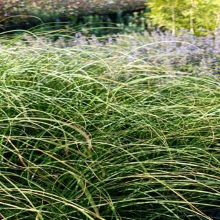 Осока гладконосая