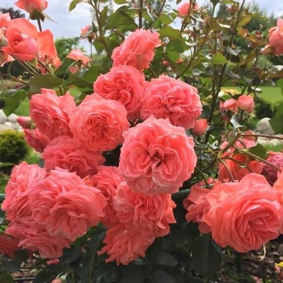 Роза флорибунда "Кимоно"