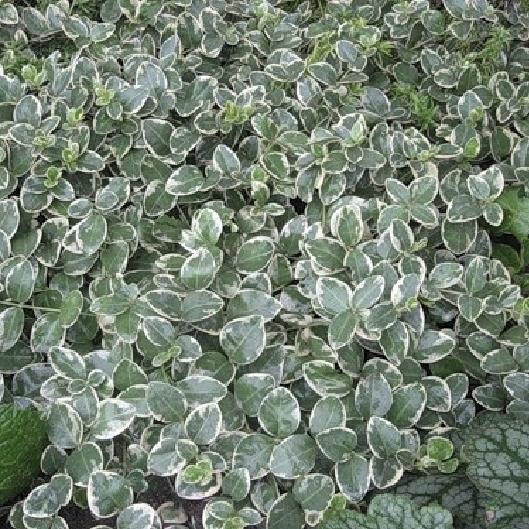 Барвинок малый "Альбомаргината"