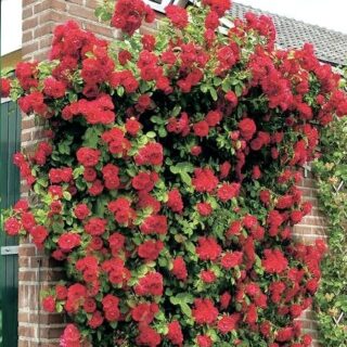 Роза плетистая "Мусимара"