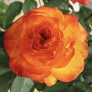 Роза флорибунда "Нина Вейбул"