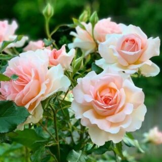 Роза чайно-гибридная "Чандос Бьюти"