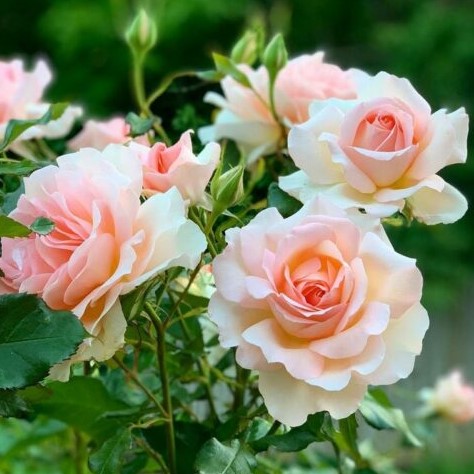 Роза чайно-гибридная "Чандос Бьюти"