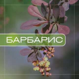 Барбарис