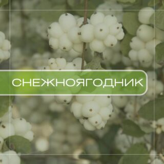 Снежноягодник