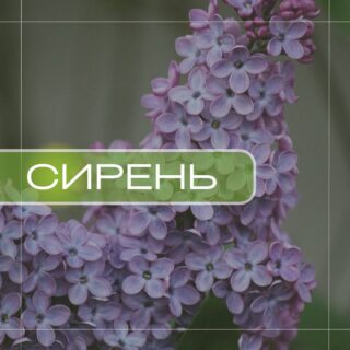 Сирень