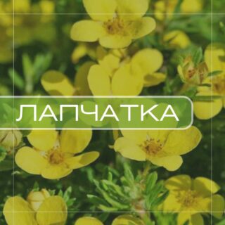 Лапчатка