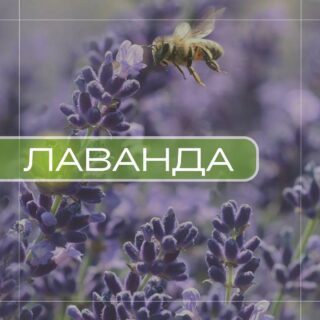 Лаванда