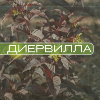 Диервилла