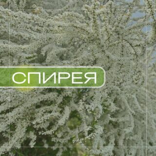 Спирея