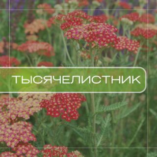 Тысячелистник