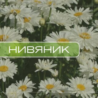 Нивяник