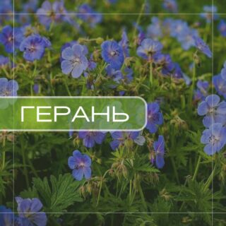 Герань