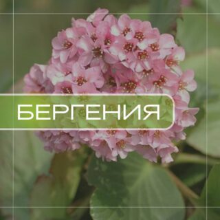 Бергения (бадан)