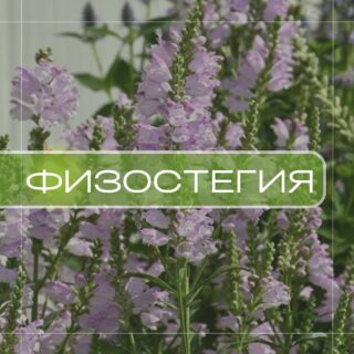 Физостегия