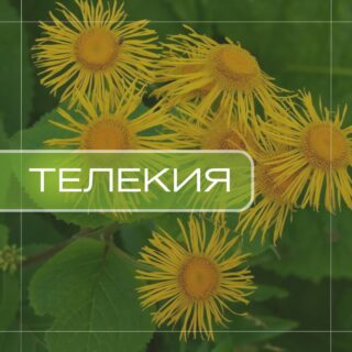 Телекия